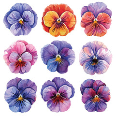 simple vector watercolour set of beautiful pansy flower