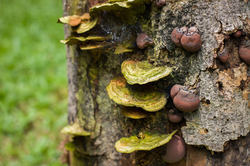 Mushrooms or fungus on a bark tree