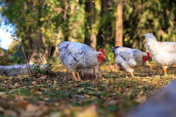 Three chickens are eating grass in a field