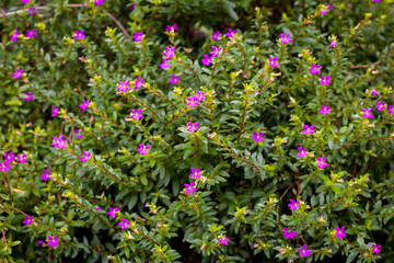 Obraz premium heather cuphea hyssopifolia plant with purple flowers