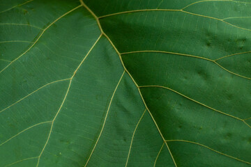 Green leaf texture with leaf veins