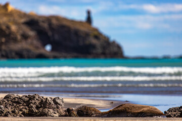 relaxed new zealand fur seal resting on beautiful Tambledown Bay in the Oka Reserve on Banks...