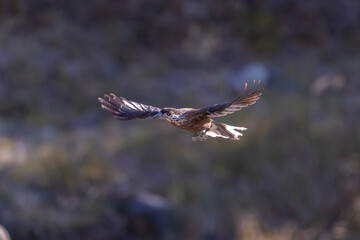 Nutcracker in flight in the mountains of Taiwan