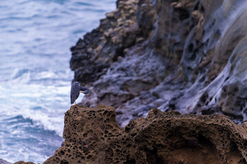 Pacific reef heron sitting on a cliff