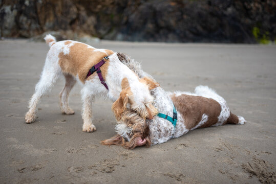 A set of dogs playing on the beach