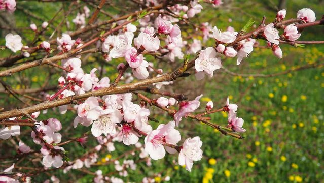 Apricot or peach branch with flowers in spring bloom. Pink purple spring flowers. Prunus armeniaca flowers with five white to pinkish petals. They are produced singly or in pairs in early spring