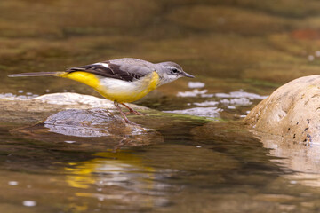 Bird sitting on  a rock, gray wagtail sitting on a rock