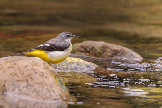 Bird sitting on  a rock, gray wagtail sitting on a rock
