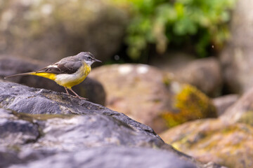 Bird sitting on  a rock, gray wagtail sitting on a rock