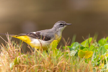 Gray Wagtail bird on the ground in the grass, green grass , green background