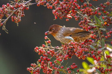 Taiwan barwing bird eating red fruits in a tree