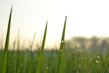 green grass in the wind
