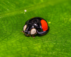 Bug lady close up on a green leaf