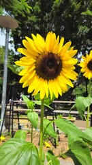Fototapeta premium sunflower and bee