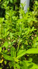 Naklejka premium Stevia