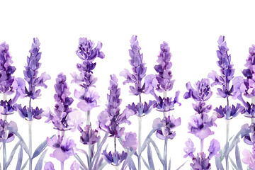 Naklejka premium ラベンダーの花（水彩画）