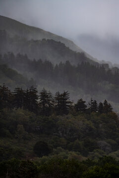 Pine Forest in California