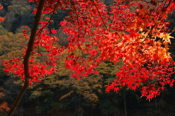 Arashiyama in Autumn in Kyoto, Japan