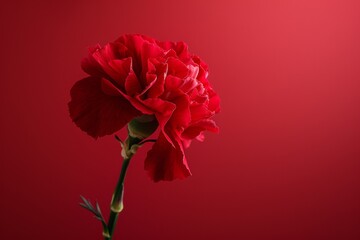 Obraz premium 母の日のカーネーションの写真（記念日・ありがとう・プレゼント）