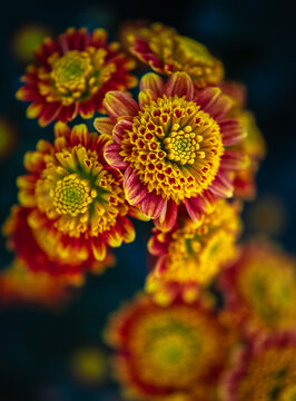 cluster of yellow, red and orange chrysanthemums