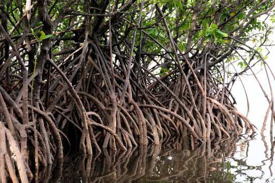 Close up of mangrove forest with exposed roots at low tide on tropical island in Palawan, Philippines