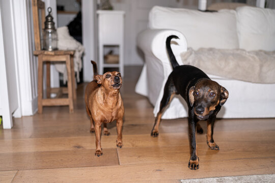 Dogs standing at home.