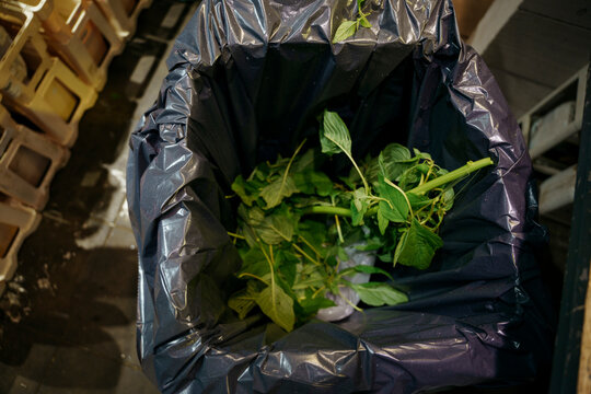 Leaves from flowers in the trash