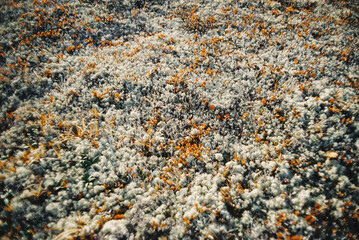 Nature Soft Tundra Moss Film Texture 