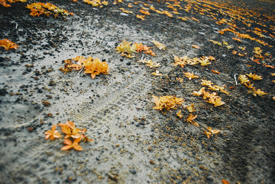 Natural Bicycle Wheel Ground Trail