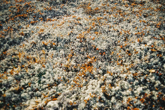 Nature Soft Tundra Moss Film Texture 