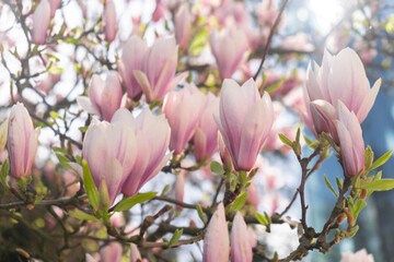 Sulange magnolia close-up on tree branch. Blossom pink magnolia in springtime. Pink Chinese or saucer magnolia flowers tree. Tender pink and white flowers nature