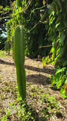 Apple Cactus in the garden - obrazy, fototapety, plakaty