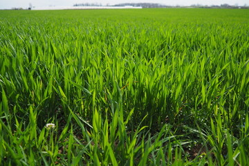 Naklejka premium Good crops of winter wheat in the spring farm field. Green sprouts of winter wheat background. View of green meadow with growing young cereals grass. Agricultural business. Triticum aestivum