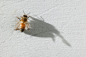 Honey Bee Shadow