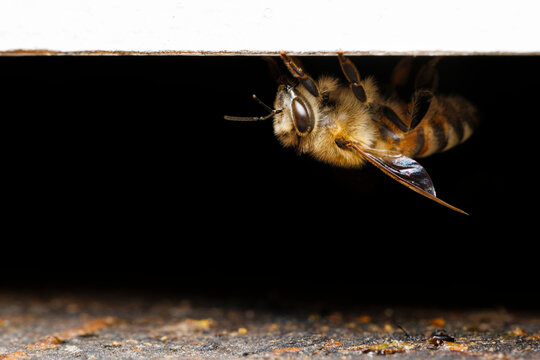 Honey Bee at Her Hive