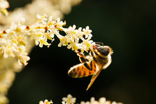 Backlit Honey Bee 