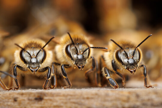 Three Honey Bees