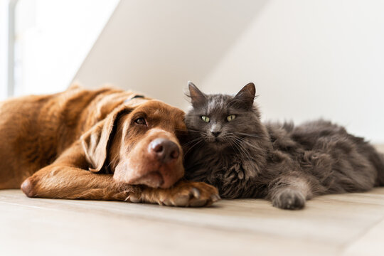 animal love.