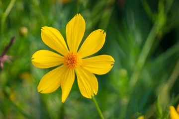 Cosmos sulphurea flower or called Mexican Marigold (Tagetes lemmonii) also known as Lemmon’s...