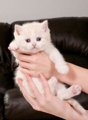 Hands holding fluffy cream kitten looking at camera on brown background, front view, space for text. Cute young shorthair white cat with blue eyes.