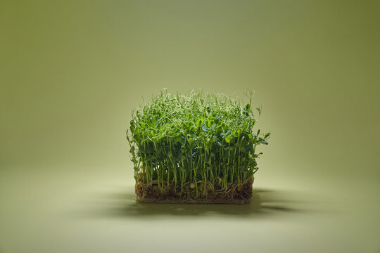 Fresh germinated microgreen of peas under over green background