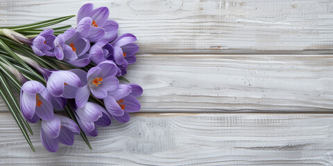 Vivid purple crocuses with bright orange pistils adorn the right side of a rustic white wooden background