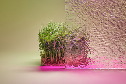 Bunch of peas microgreen halfly covered with textured wavy glass