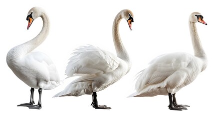 White swan collection, portrait, swimming and standing, isolated on a white background, animal bundle