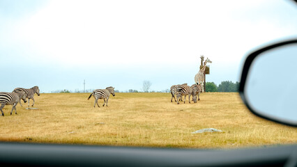 Group of wild zebras, giraffe eating grass in safari zoo park. Flock of zebras in the park. Wild animals at distance.