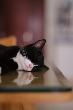 Sleeping kitten cat