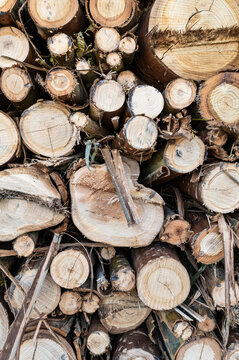 Stack pile of felled trees