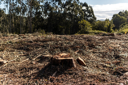 Tree trunk cut down in a deforested forest