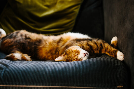 Ginger calico tabby cat asleep on a chair.