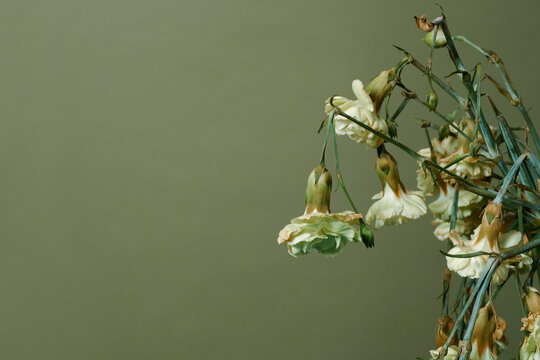 bouquet of wilted carnations